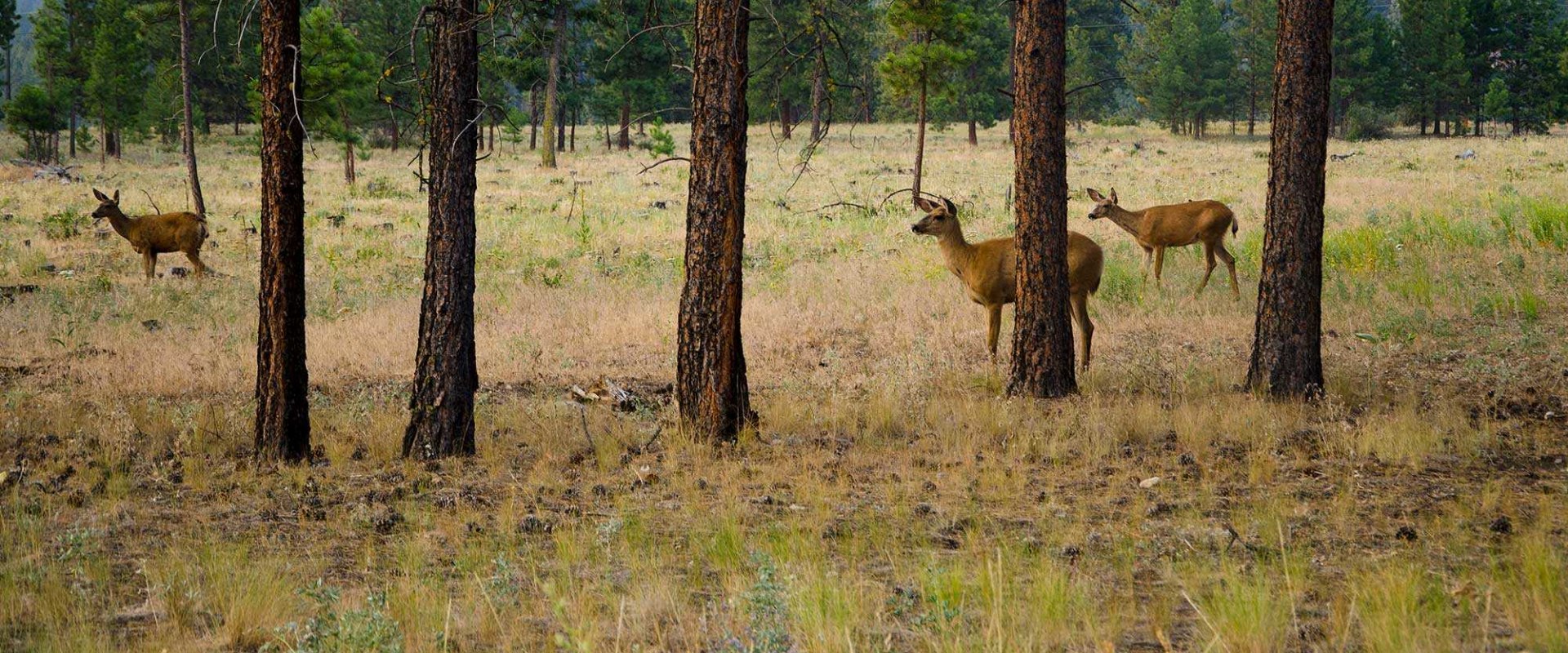 Wildlife Viewing Tips for British Columbia Recreation and Business