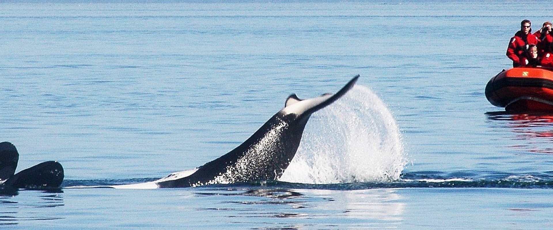 Whale Watching Tours in British Columbia: Exploring Nature and Business Opportunities
