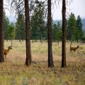 Wildlife Viewing Tips for British Columbia Recreation and Business
