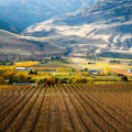 A Deep Dive into the Agriculture Industry in British Columbia