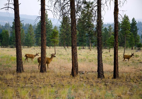 Wildlife Viewing Tips for British Columbia Recreation and Business