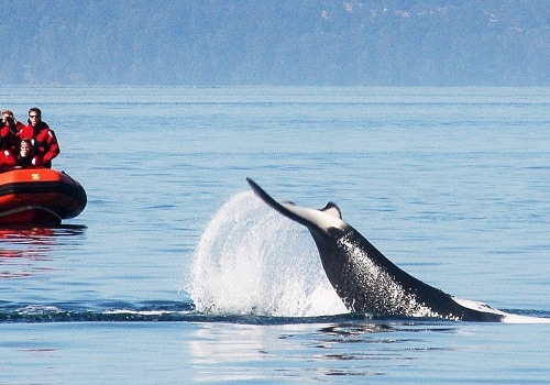 Whale Watching Tours in British Columbia: Exploring Nature and Business Opportunities